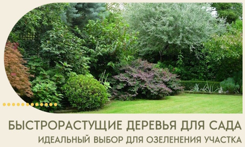 Быстрорастущие деревья для сада идеальный выбор в Белореченске
