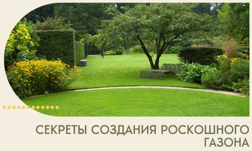 Секреты создания роскошного газона в Белореченске